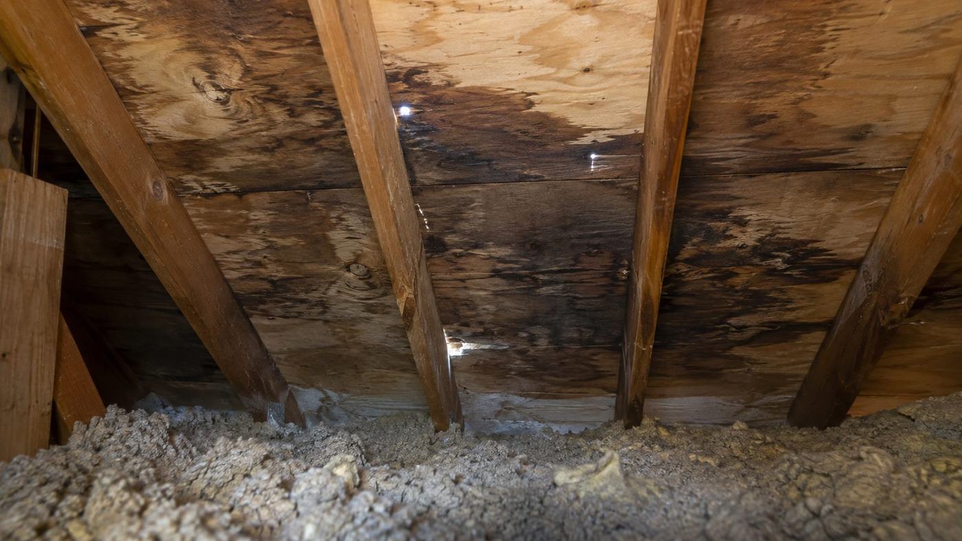 Attic view of roof decking stained dark by a long-running leak